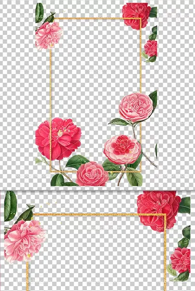 عکس با حاشیه سفید