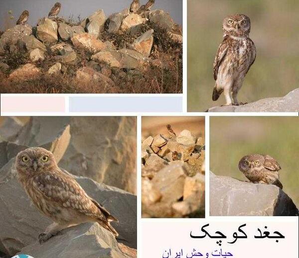 عکس بچه جغد سفید