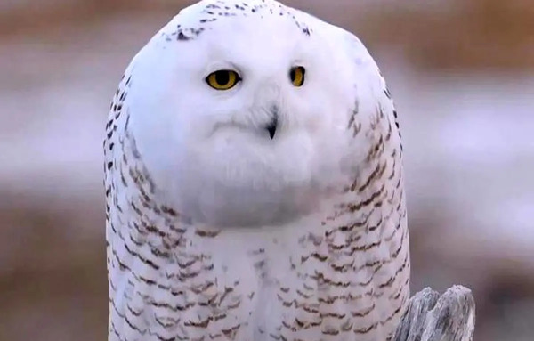 عکس بچه جغد سفید