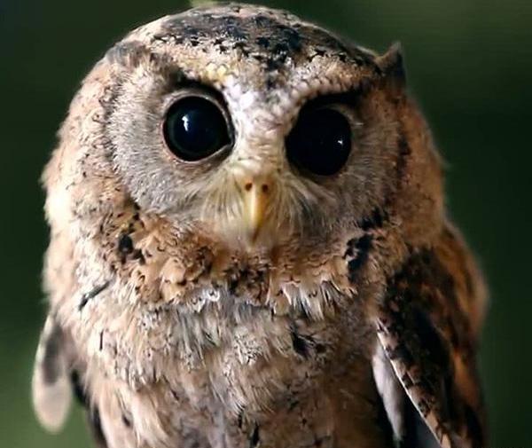 عکس بچه جغد سفید