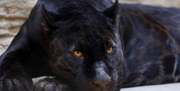 عکس جگوار سیاه و سفید