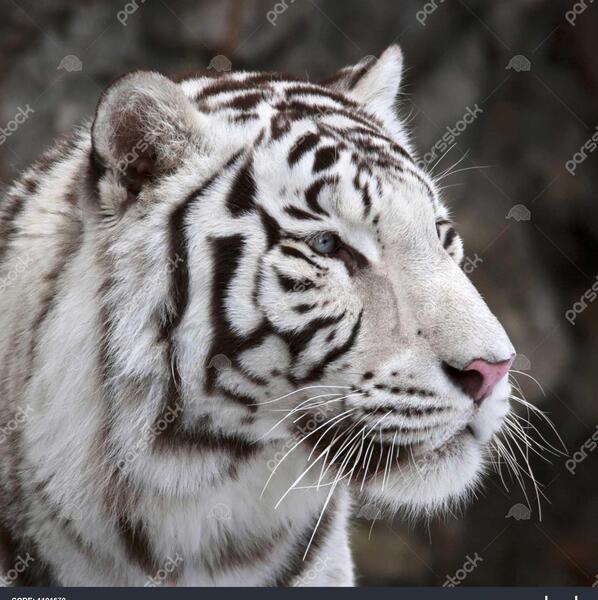 عکس ببر سفید برای تصویر زمینه