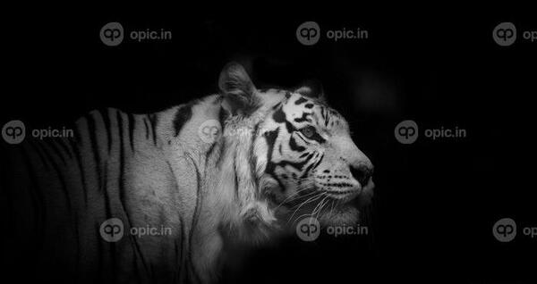 عکس ببر سفید برای تصویر زمینه