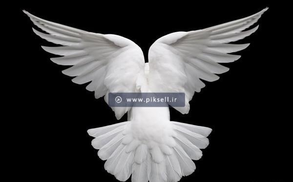 دانلود عکس پرنده سفید