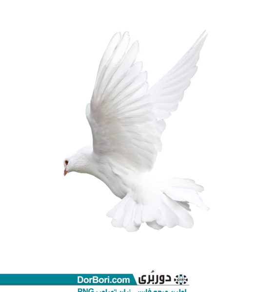 دانلود عکس پرنده سفید