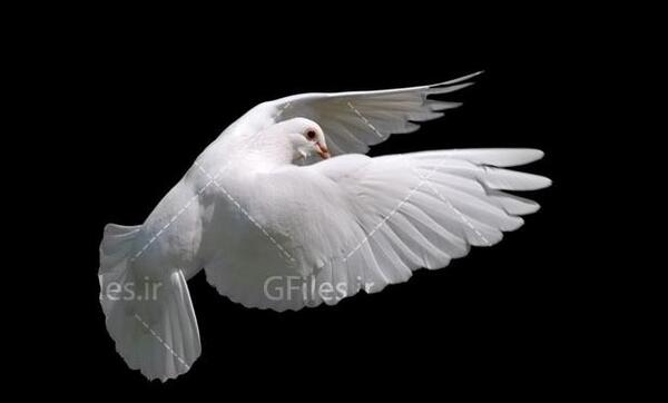 دانلود عکس پرنده سفید