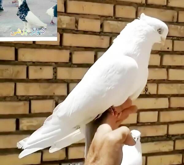 دانلود عکس پرنده سفید