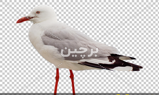 دانلود عکس پرنده سفید