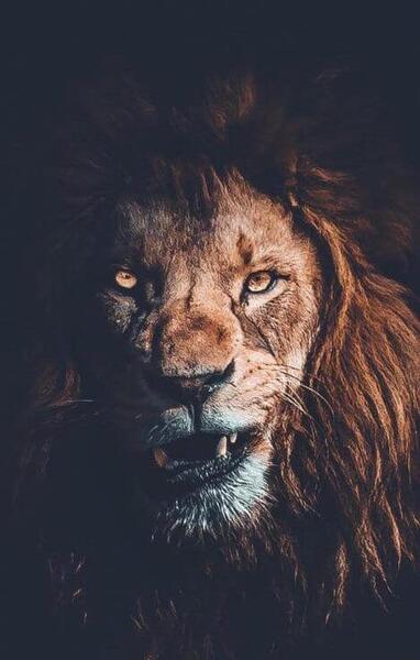عکس شیر سفید برای پس زمینه