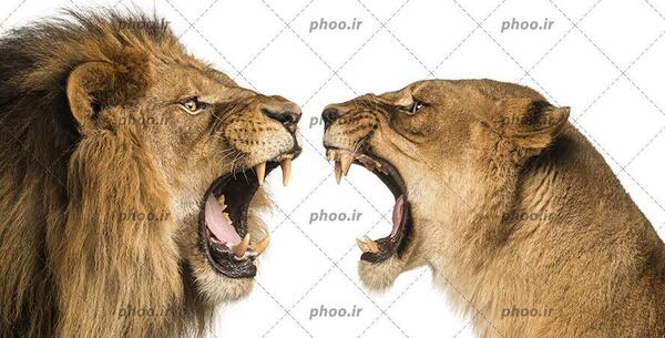 عکس شیر سفید برای پس زمینه
