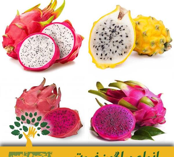 عکس میوه اژدها سفید