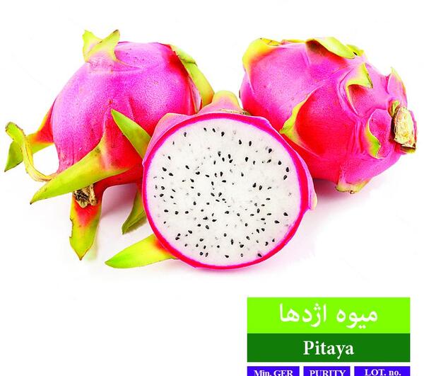عکس میوه اژدها سفید