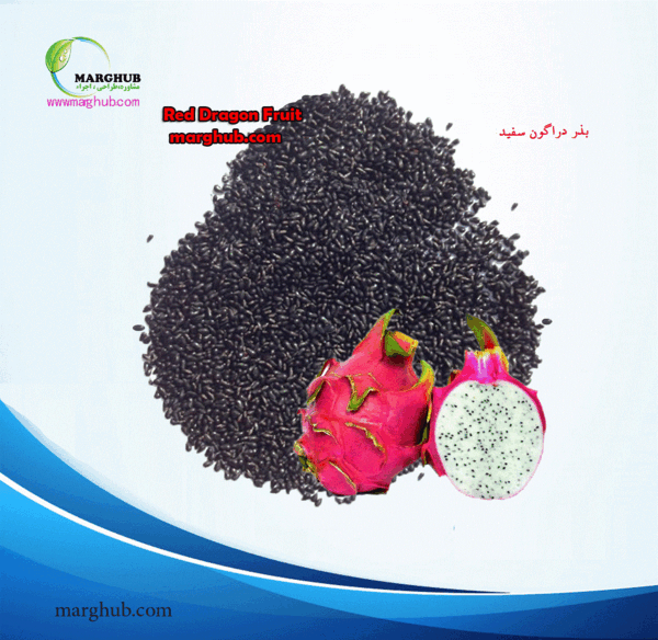 عکس میوه اژدها سفید