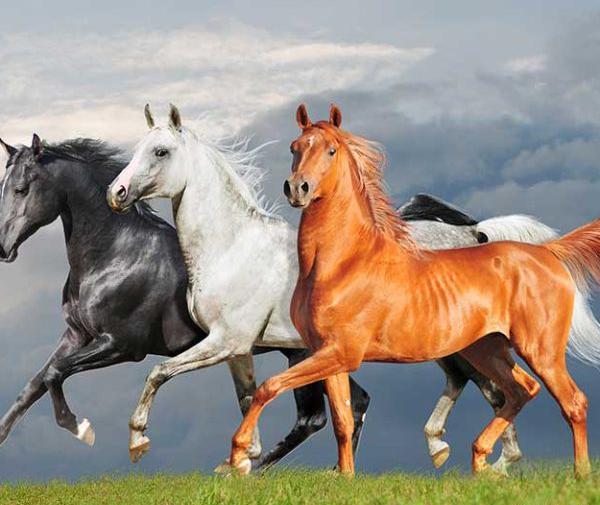 عکس اسب سفید در برف