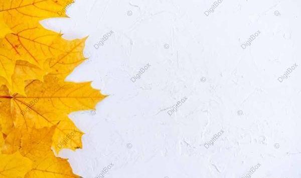 عکس زمینه سفید برای نوشتن متن