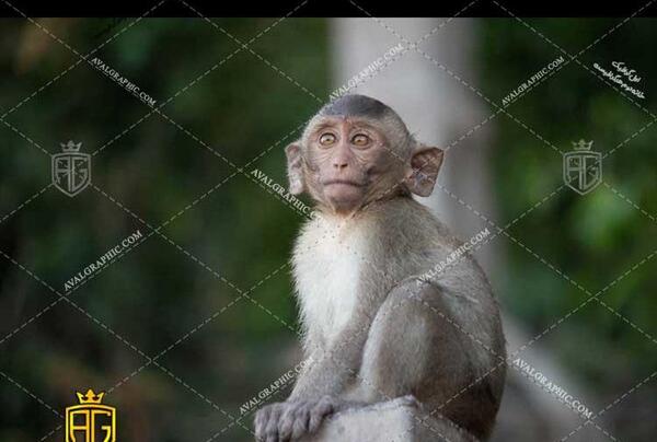 آرایش عکس میمون زشت