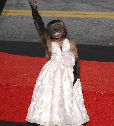 آرایش عکس میمون زشت