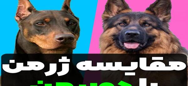 عکس سگ ژرمن شپرد و دوبرمن