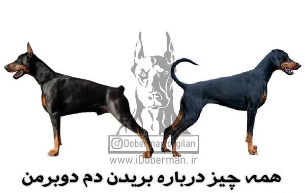 عکس سگ ژرمن شپرد و دوبرمن