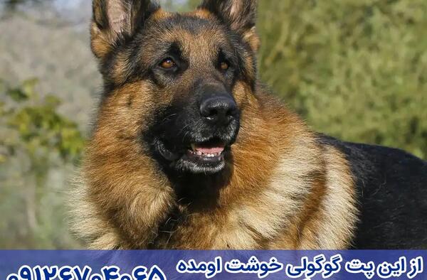 عکس دوبرمن و ژرمن شپرد