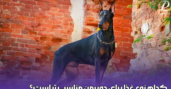 عکس دوبرمن و ژرمن شپرد