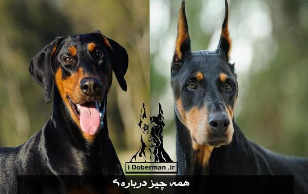 عکس دوبرمن و ژرمن شپرد