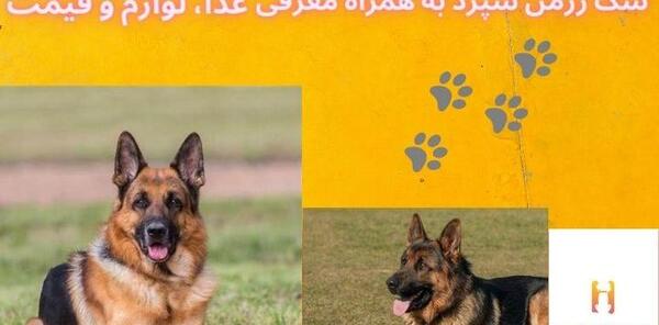 ژرمن ورك لاين عکس سگ ژرمن شپرد پلیس