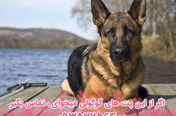 عکس بزرگترین سگ ژرمن شپرد