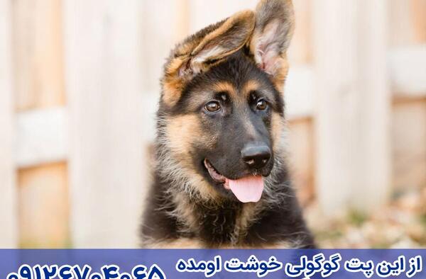 عکس بزرگترین سگ ژرمن شپرد