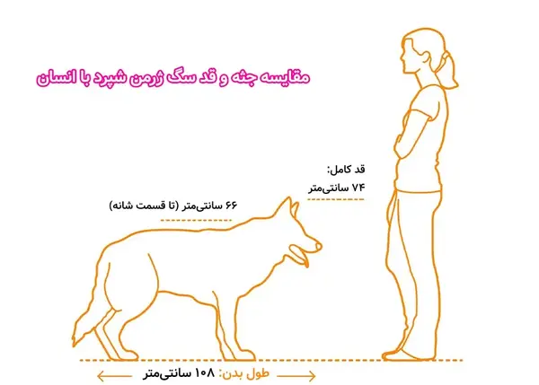 عکس سگ ژرمن شپرد پلیس توله