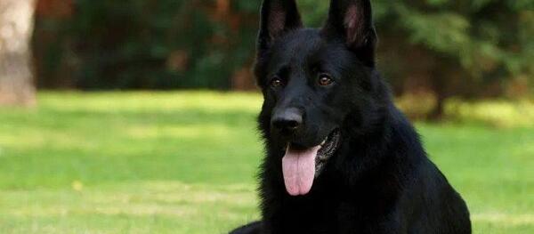 عکس توله های ژرمن شپرد