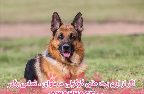 عکس از سگ ژرمن شپرد اصیل