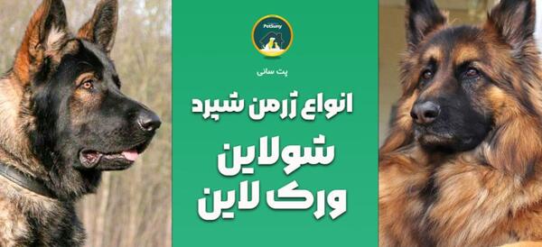 عکس از سگ ژرمن شپرد اصیل