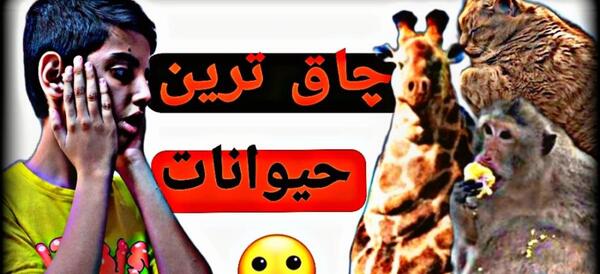 عکس میمون زشت چاق