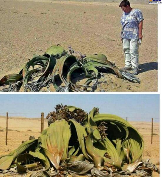 عکس خاک بر سری زشت ترین