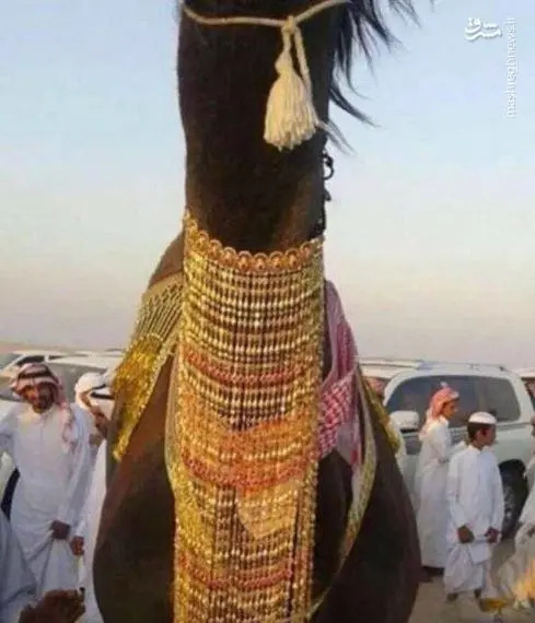 عکس زشت ترین شتر