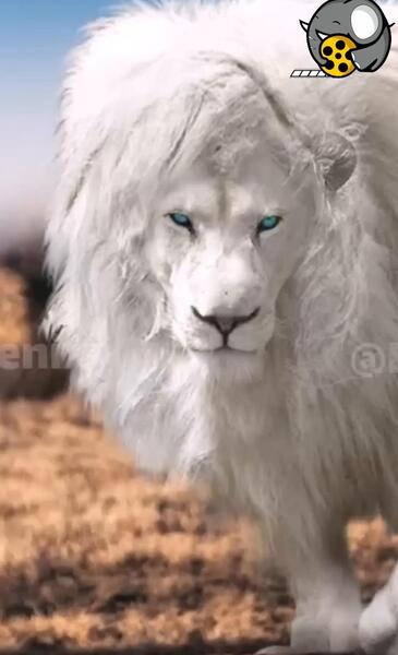 عکس زشت ترین شیر