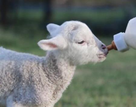 عکس شیطون زشت و ناقلا