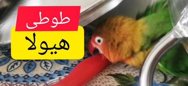 عکس زشت ترین طوطی