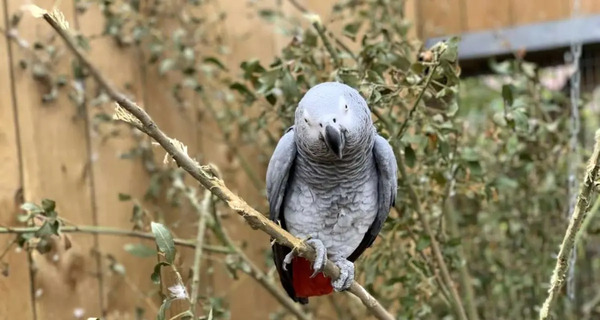 عکس زشت ترین طوطی جهان