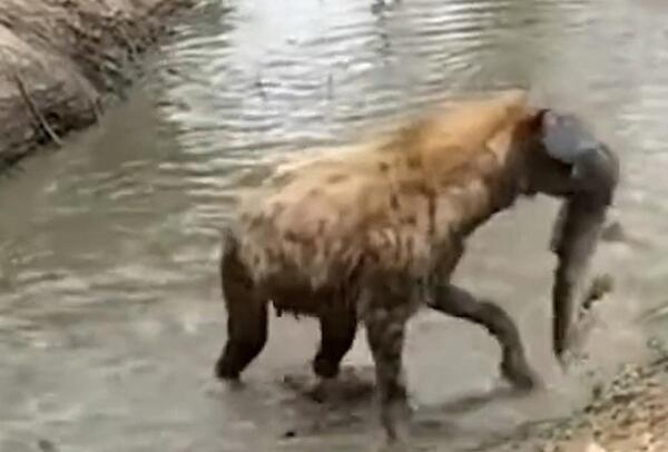 عکس کفتار زشت