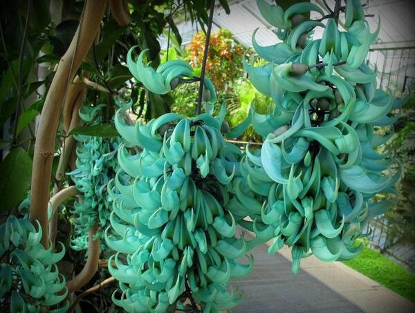 عکس گل زشت