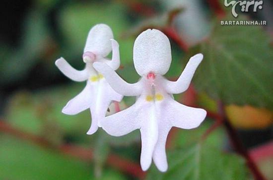 عکس گل های زشت