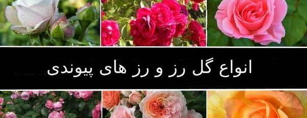 عکس گل های زشت