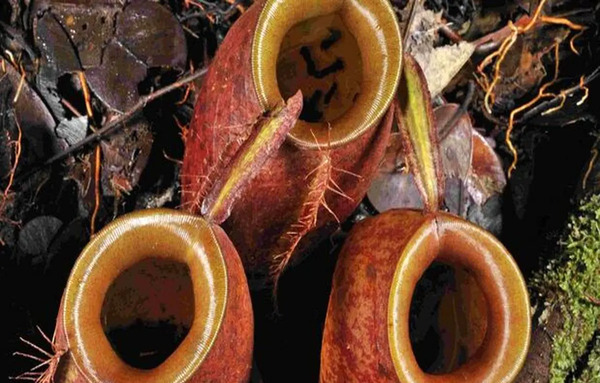 عکس زشت ترین گل جهان