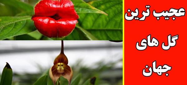 عکس زشت ترین گل