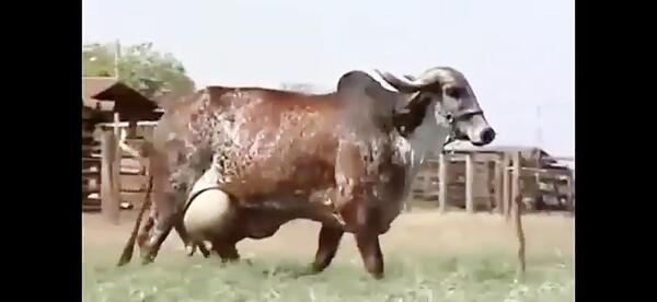 عکس زشت ترین گاو جهان