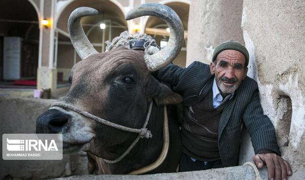 عکس گاو نر زشت