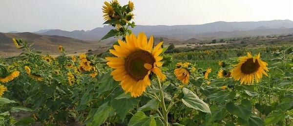 چند عکس زشت و زیبا برای تفکر هشتم