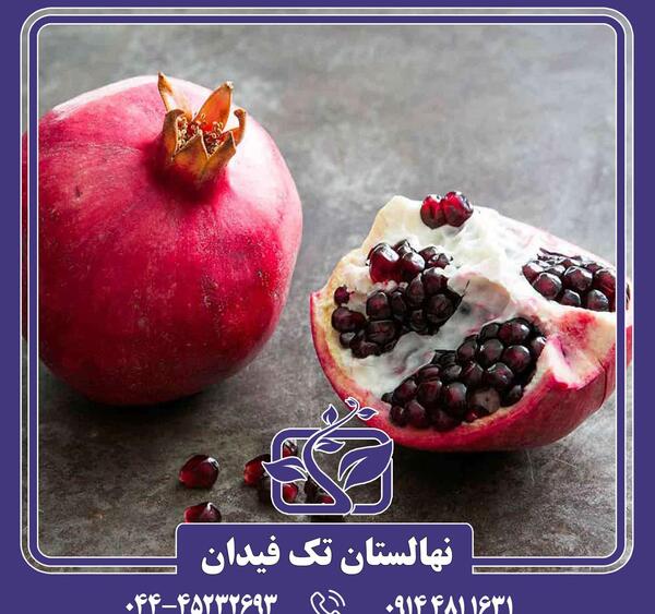 عکس انار ژله ای